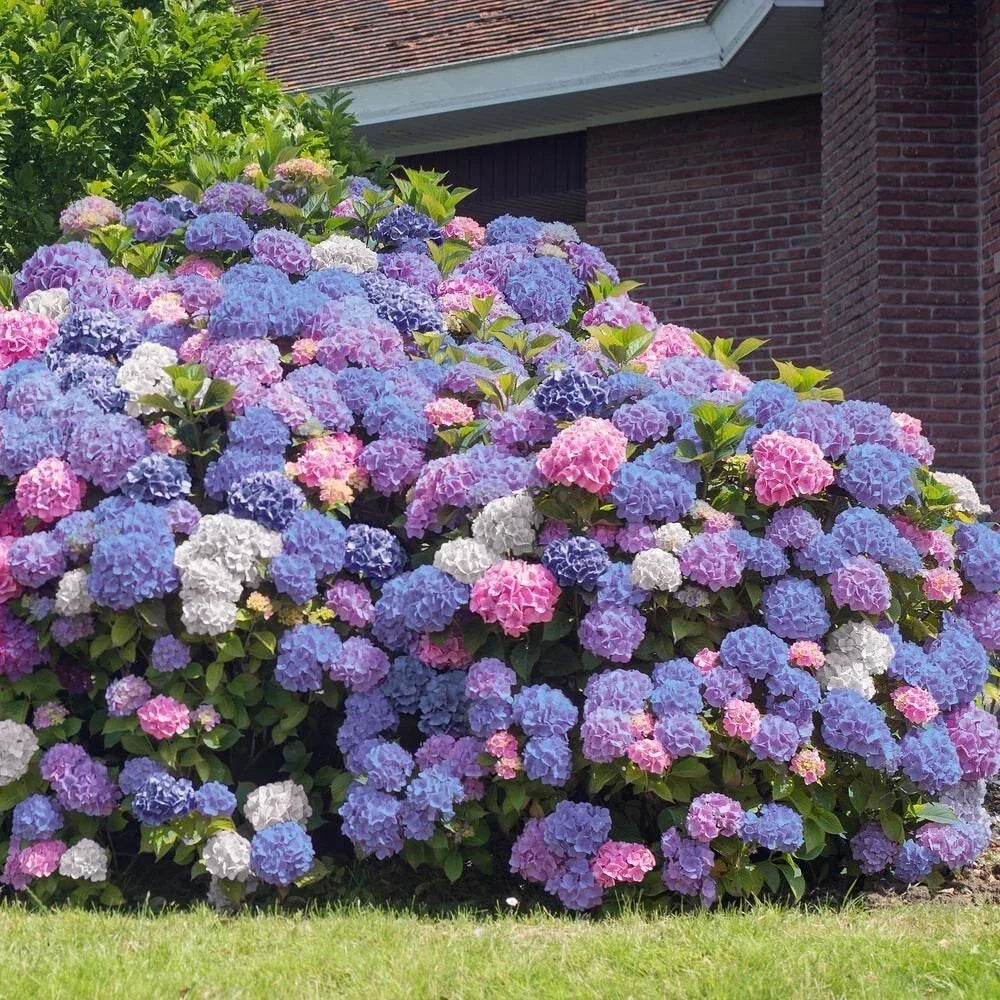 3 in 1 Hydrangea Seeds - Perennial Flower Bush Mix for Garden, Hydrangea macrophylla, Multi-Color Blooms, Easy to Grow