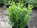 Japanese Boxwood Cuttings Set of 12 Unrooted Bush Hedge | Buxus microphylla
