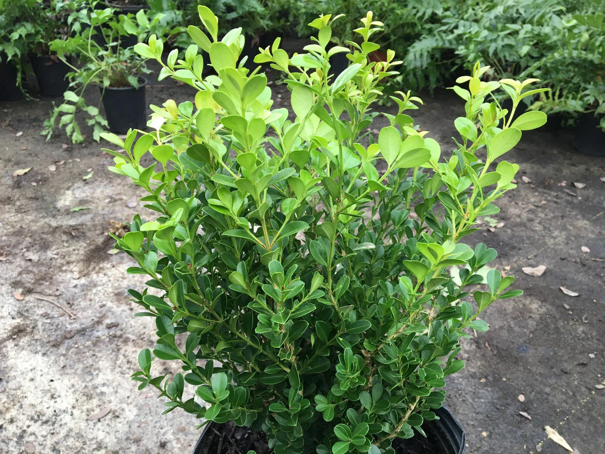 Japanese Boxwood Cuttings Set of 12 Unrooted Bush Hedge | Buxus microphylla
