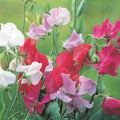 Sweet Pea Seeds - Ruffled Blooms - Royal Family Variety - Lathyrus odoratus - Floral Scent - Climbing Vine Seed Pack
