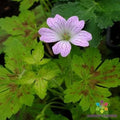 Dawn Time Geranium Seeds - 25+ Pack Pelargonium x hortorum for Garden Planting, Vibrant Blooms, Easy to Grow