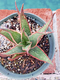 Aloe 'Krakatoa' Succulent Potted Plant - Mature 5" Diameter, Red-Edged Teeth, Indoor Houseplant