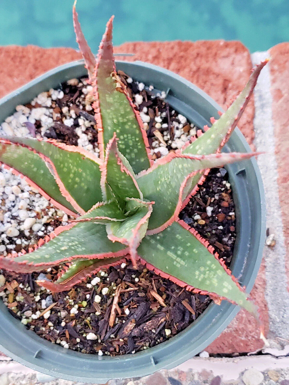 Aloe 'Krakatoa' Succulent Potted Plant - Mature 5" Diameter, Red-Edged Teeth, Indoor Houseplant