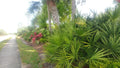 Florida Sabal Palmetto Palm Tree - 12-20 Inch Rooted Live Garden Plant, Tropical Outdoor Palm, Sabal palmetto