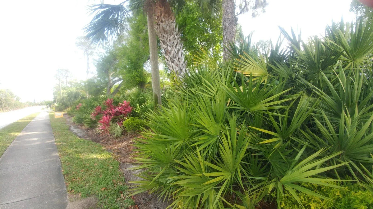 Florida Sabal Palmetto Palm Tree - 12-20 Inch Rooted Live Garden Plant, Tropical Outdoor Palm, Sabal palmetto