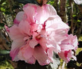 Live Double Pink Rose of Sharon Hibiscus Althea Starter Plant - Hardy Variegated Blooms