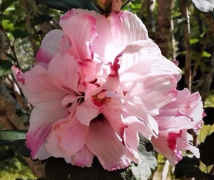 Live Double Pink Rose of Sharon Hibiscus Althea Starter Plant - Hardy Variegated Blooms