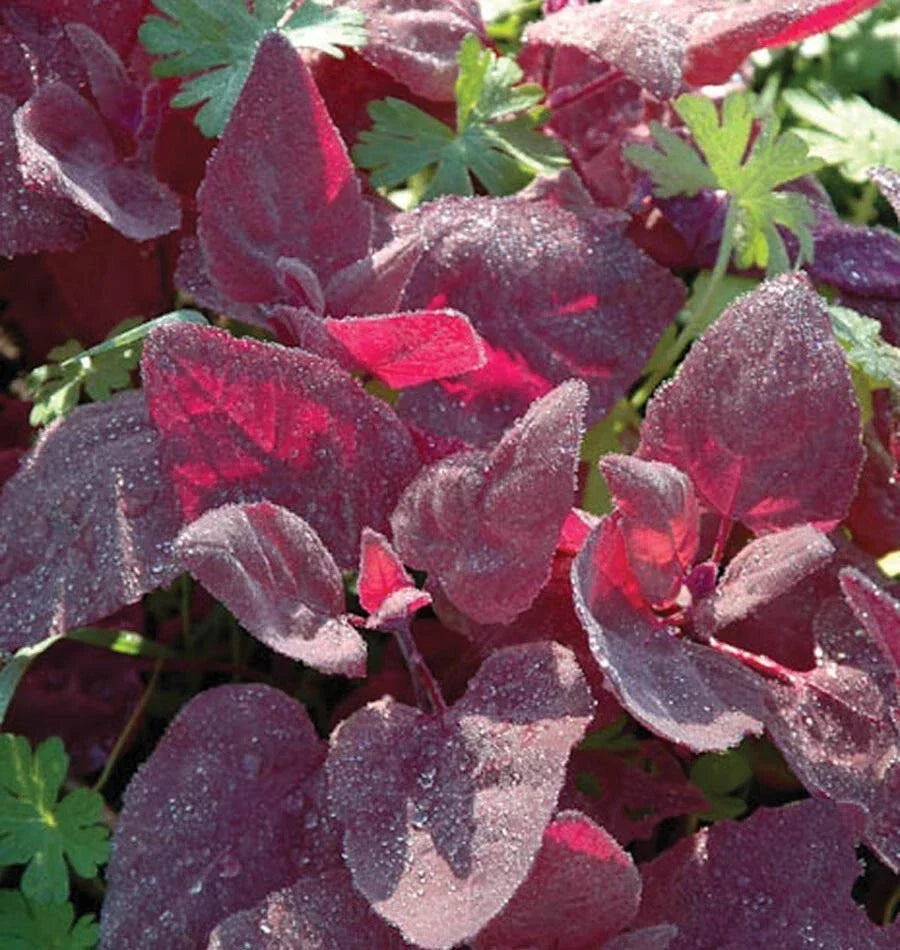 Red Fire Orach Seeds – Non-GMO French Mountain Spinach Vegetable, Atriplex hortensis, Pack of 100+ Seeds