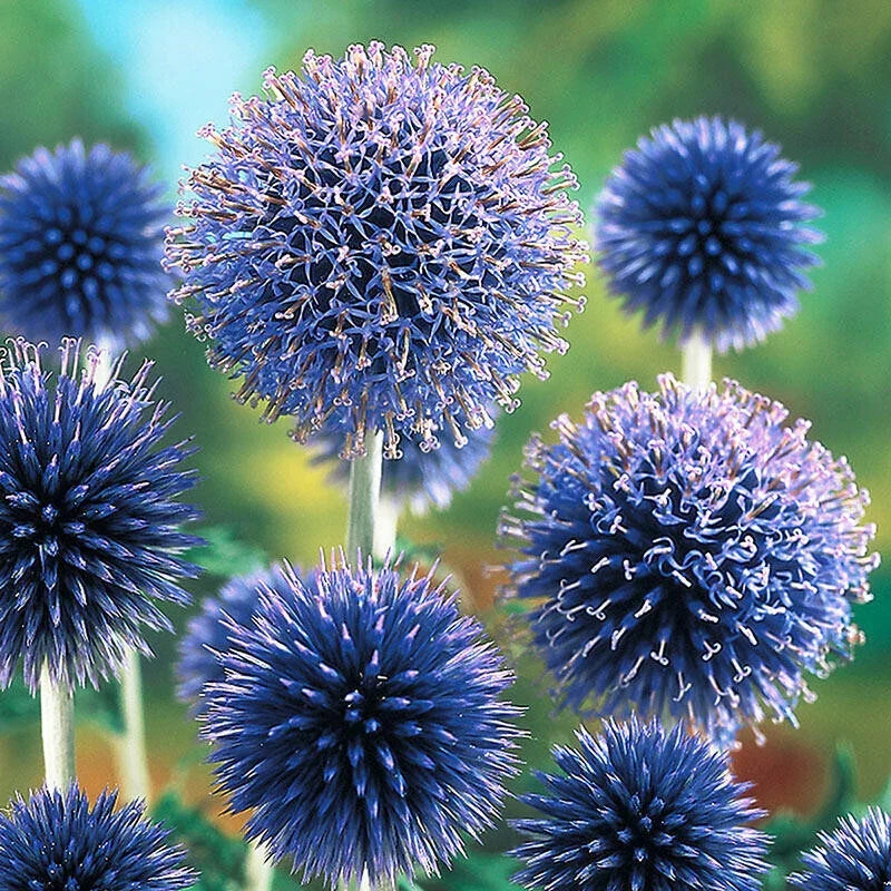 Blue Globe Thistle Seeds - 200+ Pack, Echinops ritro, Perennial, Vibrant Blue Flowers, Garden Planting, Easy to Grow, Wildflower, Pollinator Magnet