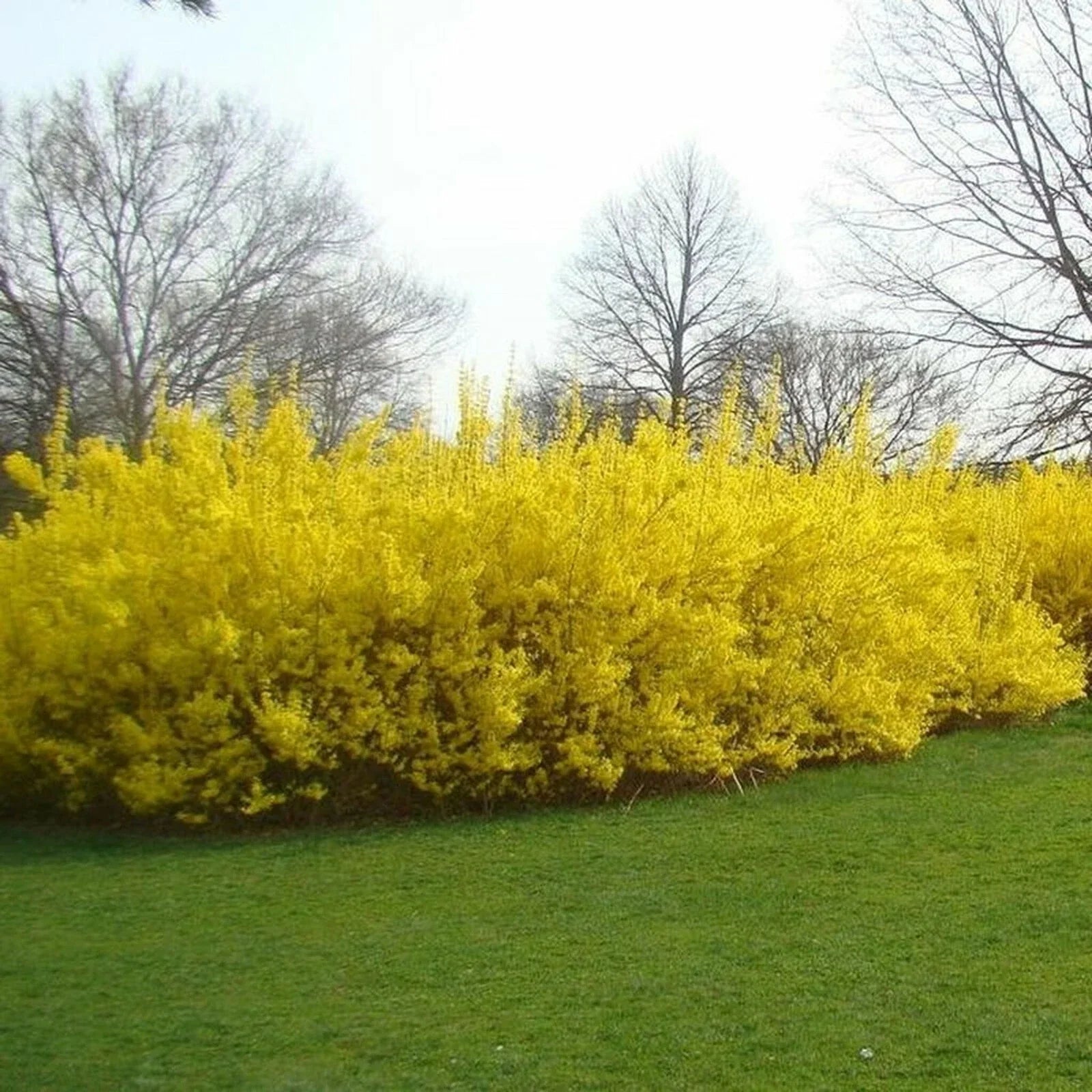 Forsythia Cuttings - 10 No Roots 5-8 Inches Long - Easy to Root in Water or Soil