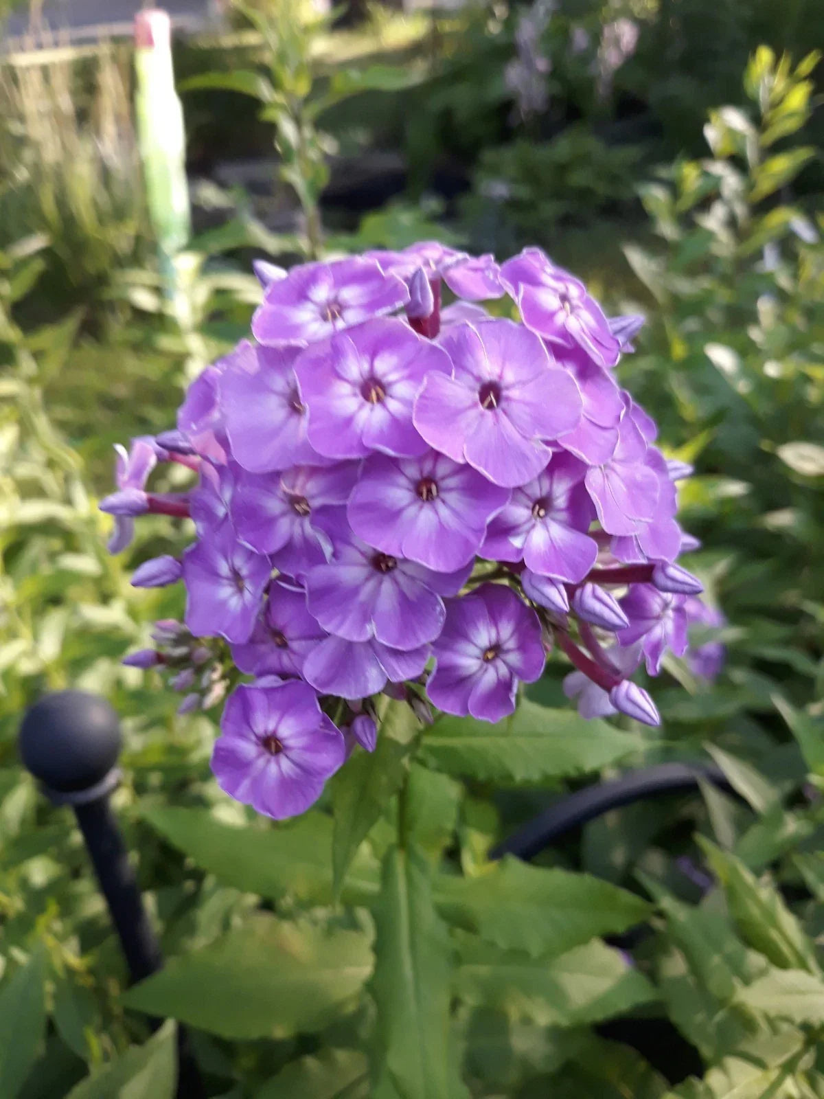 Pink Tall Phlox Roots - Phlox paniculata Perennial Flowers, Upright Clumping, Garden Border, Cut Flower, Drought Tolerant
