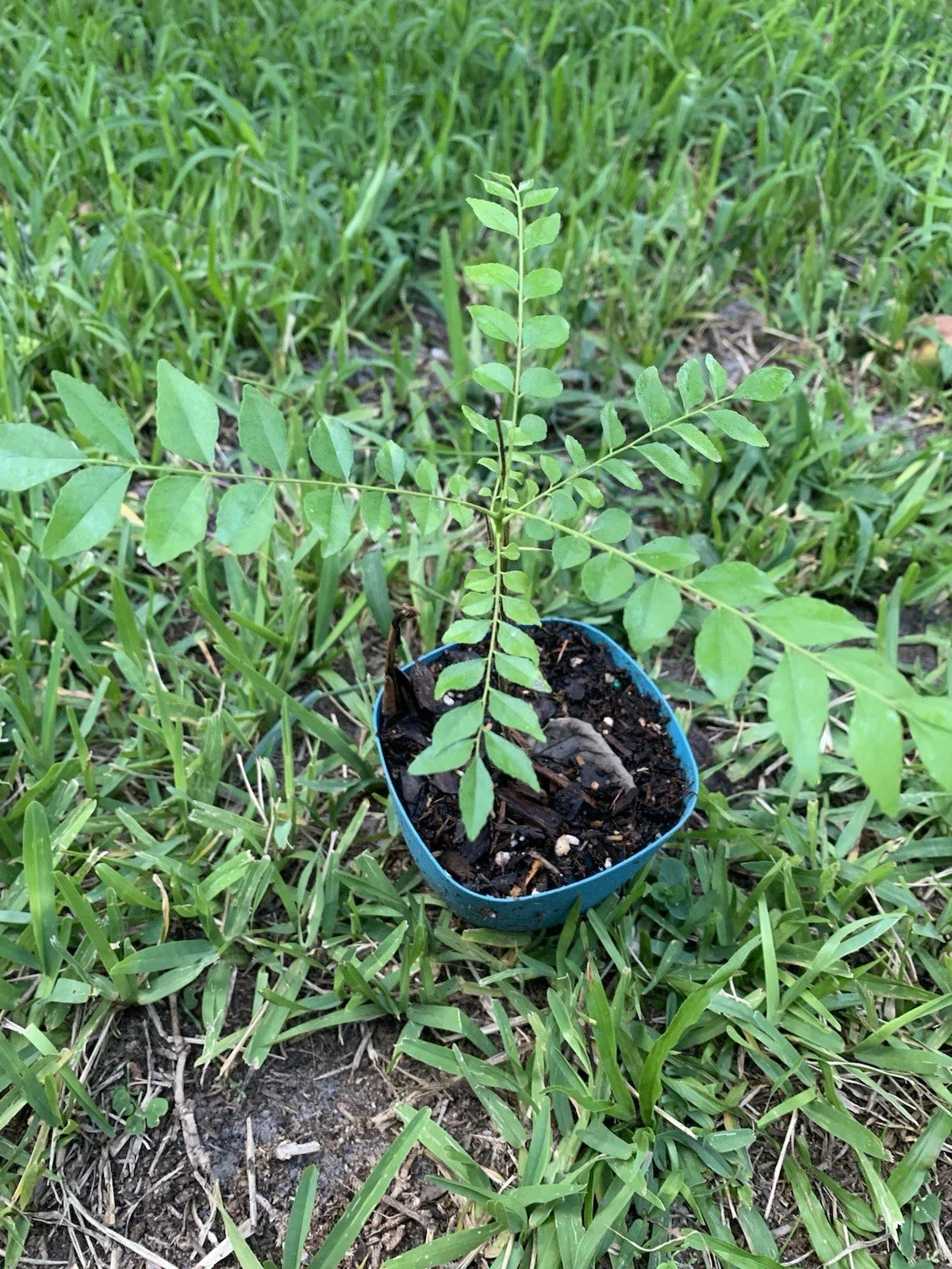 Curry Leaf Plant 10-12" Murraya koenigii for Indian Cuisine, Fresh Herb for Cooking & Garnishing, Indoor/Outdoor