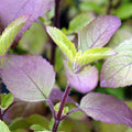 Red Leaf Holy Basil Seeds - Ocimum Sanctum Tenuiflorum Tulasi, Packaged Herb Seeds for Culinary & Garden, 2025 Planting