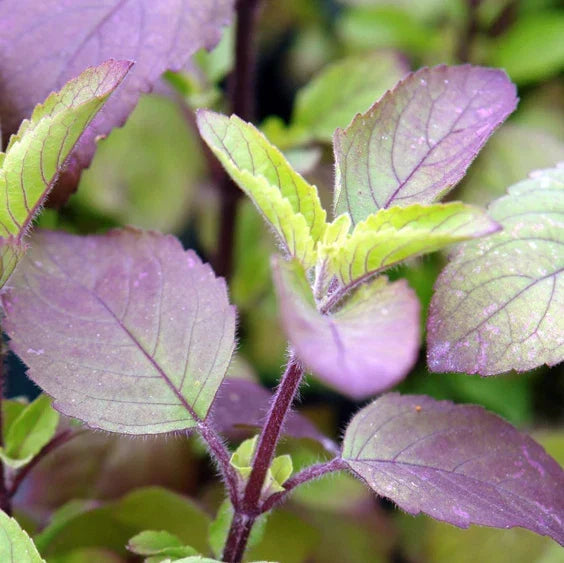 Red Leaf Holy Basil Seeds - Ocimum Sanctum Tenuiflorum Tulasi, Packaged Herb Seeds for Culinary & Garden, 2025 Planting