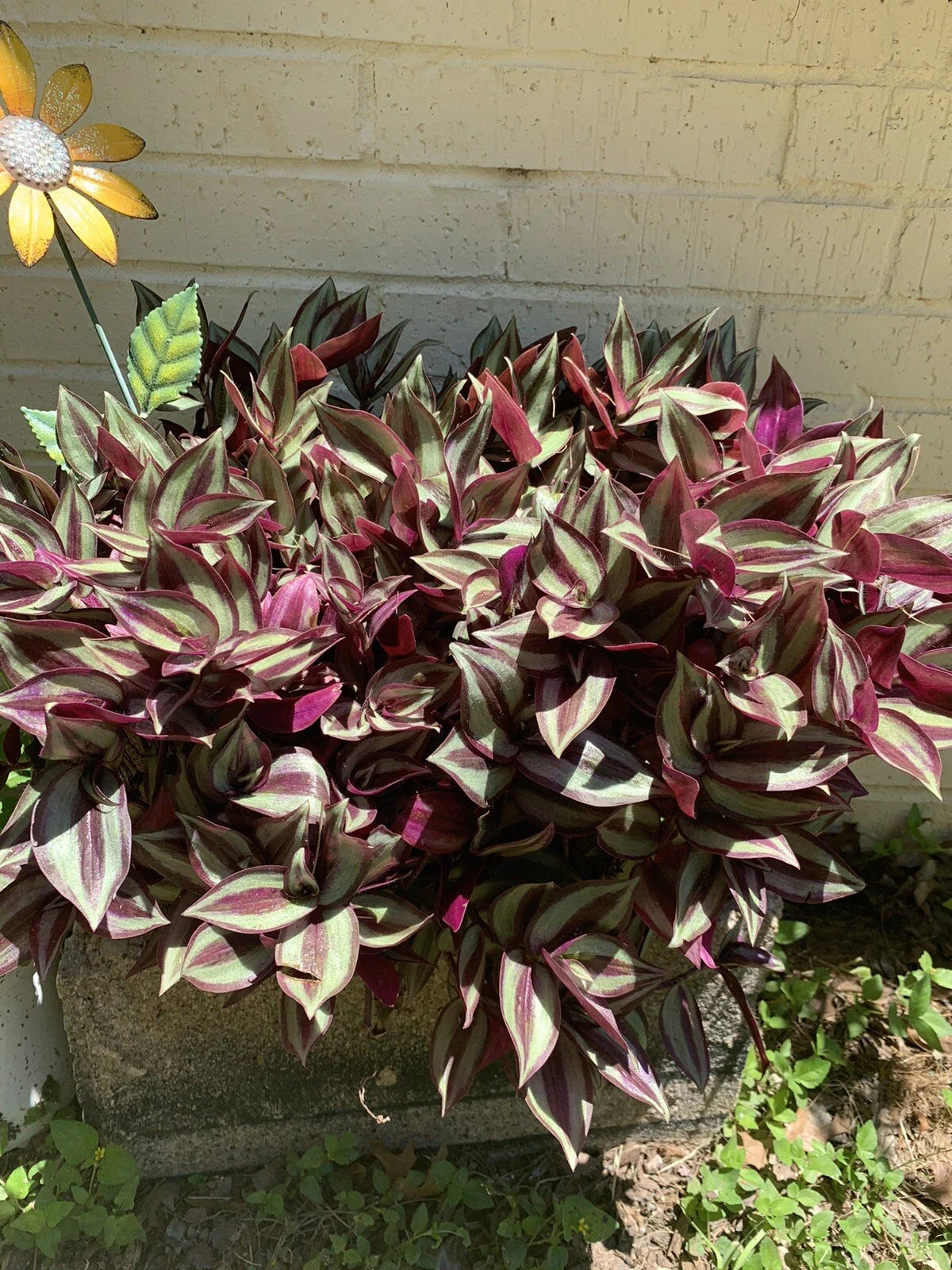Wandering Jew Plant Cuttings - 5+ Organic Tradescantia Zebrina Live Propagation Cuttings for Indoor Garden