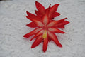 Christmas Cactus Starter Plant - Schlumbergera Truncata - Exotic Dancer Variety - Indoor Houseplant, Well-Rooted, Vibrant Blooms