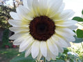 White Nite Sunflower Seeds – Organic Helianthus annuus for Gardens & Containers – 20 Premium Non-GMO Seeds
