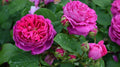 Scarlet Rose Bush Cuttings - Heirloom Rosa Multiflora Perennial Garden Plants, 5+ Cuttings