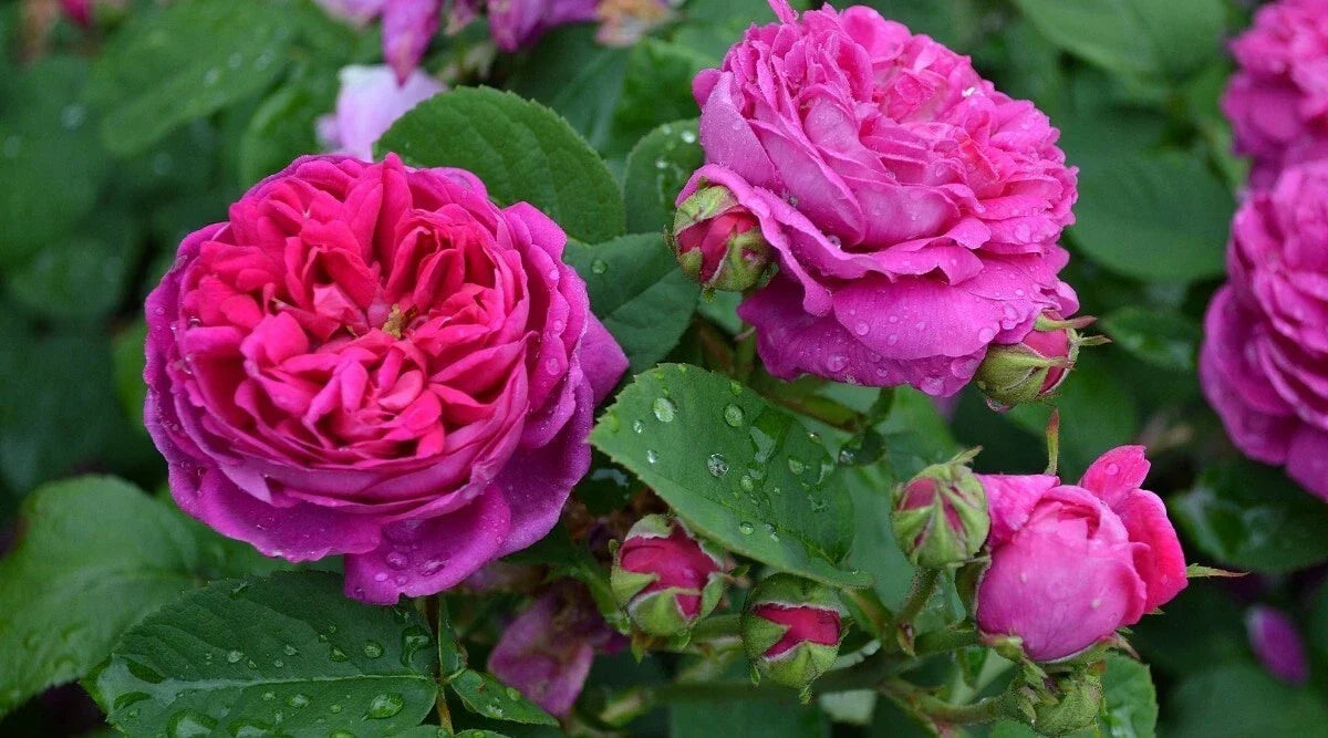 Scarlet Rose Bush Cuttings - Heirloom Rosa Multiflora Perennial Garden Plants, 5+ Cuttings