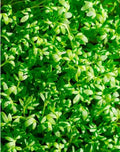 Curled Cress Seeds - Organic Indoor Sprouting Seeds for Container Gardens - Lepidium sativum - 1000+ Seeds