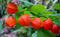 Rare Heirloom Chinese Lantern Seeds - Physalis alkekengi - Garden Plant Seeds - 10-100 Pack