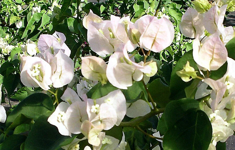 Bougainvillea Starter Plant VERA WHITE Live Plug | Well Rooted Bougainvillea glabra for Gardens & Containers