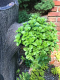 Green Carpet Stonecrop Plants - 10 Bare Root Sedum acre Ground Cover, Deer Resistant, Full Sun, Low Maintenance