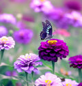 Zinnia Seeds - 50 Pack - Purple Prince - Non-GMO Flower Seeds for Gardens & Attracting Butterflies - Zinnia elegans