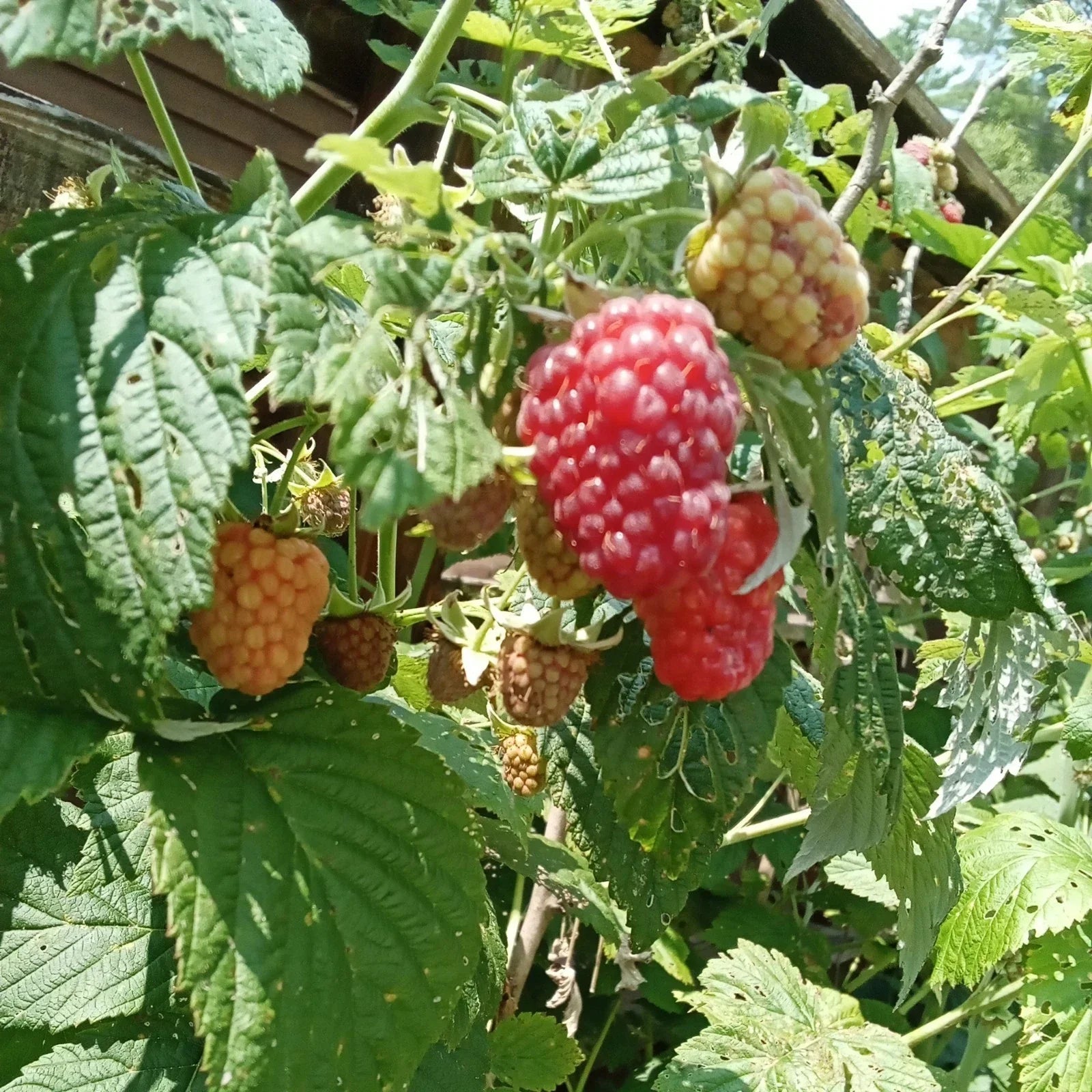 Thornless Raspberry Plants - 3 Bare Root - Large Juicy Berries - Rubus idaeus 'Taylor' - Easy to Grow, High Yield