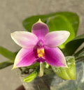 Phalaenopsis violacea Orchid Plant - Fragrant Blooming Indoor Houseplant - Live Orchid with Healthy Roots