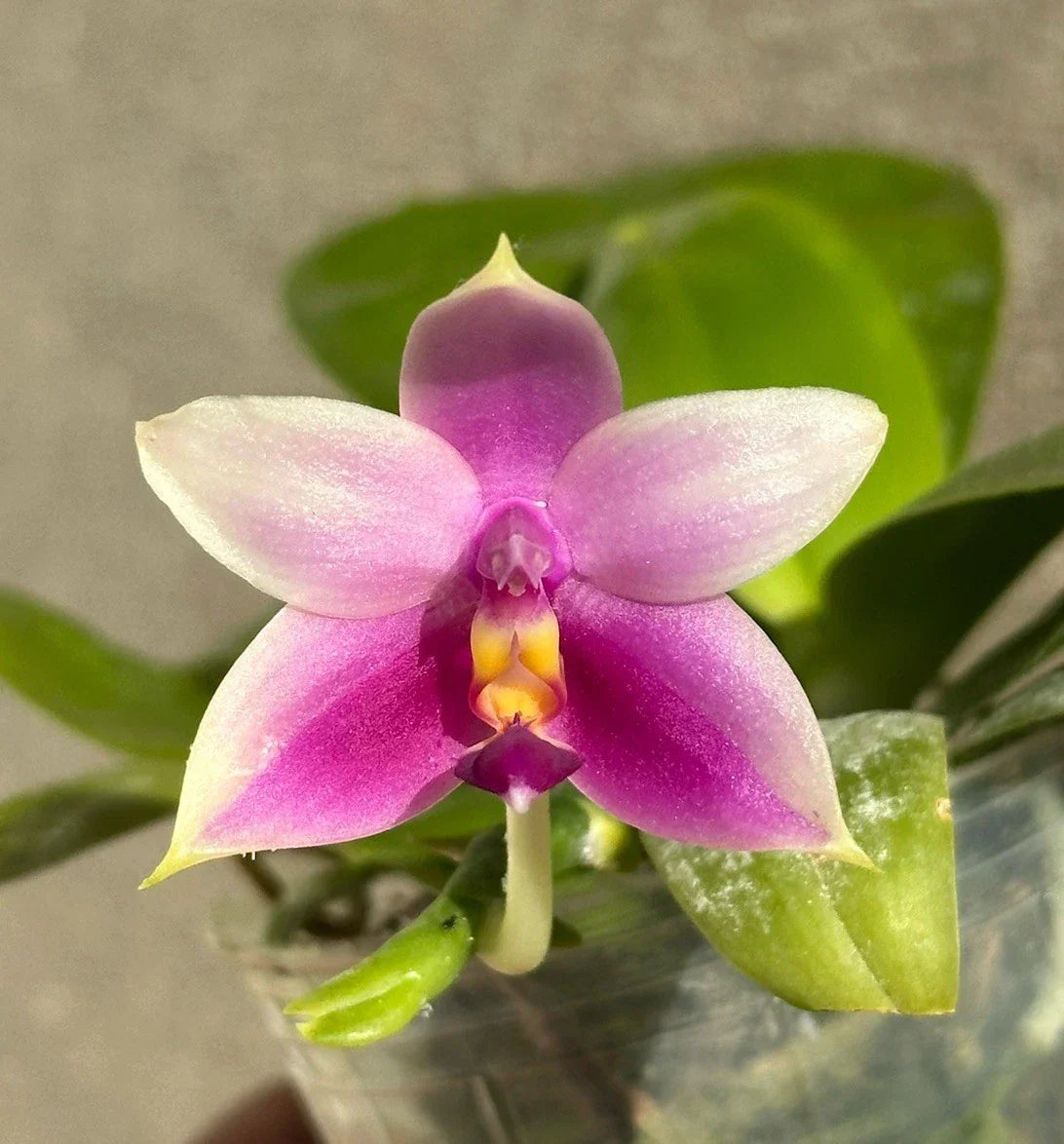 Phalaenopsis violacea Orchid Plant - Fragrant Blooming Indoor Houseplant - Live Orchid with Healthy Roots