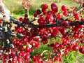 Roselow Crabapple Shrub 10-12ft, Malus, Flowering Fruit Bush with White Fragrant Flowers and Red Small Fruit, Wildlife Plant Zones 4-9