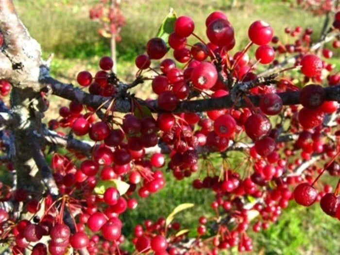 Roselow Crabapple Shrub 10-12ft, Malus, Flowering Fruit Bush with White Fragrant Flowers and Red Small Fruit, Wildlife Plant Zones 4-9