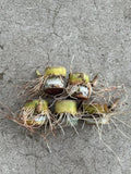 Rooted Sugarcane Cuttings 5pcs, Tropical Plant Saccharum officinarum, Ready to Plant for Garden or Agriculture