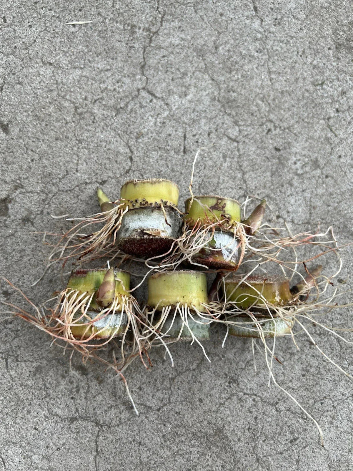 Rooted Sugarcane Cuttings 5pcs, Tropical Plant Saccharum officinarum, Ready to Plant for Garden or Agriculture