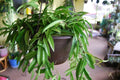 Rooted Hoya Wayetii Cutting - Flowering Tropical House Plant - Easy Care Indoor & Outdoor Plant