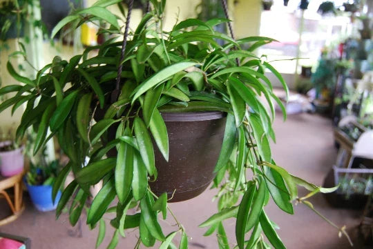 Rooted Hoya Wayetii Cutting - Flowering Tropical House Plant - Easy Care Indoor & Outdoor Plant