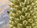 Queen of The Andes Seeds - 10 Pack - Rare Puya raimondii Exotic Garden Seeds for Landscaping and Rock Gardens