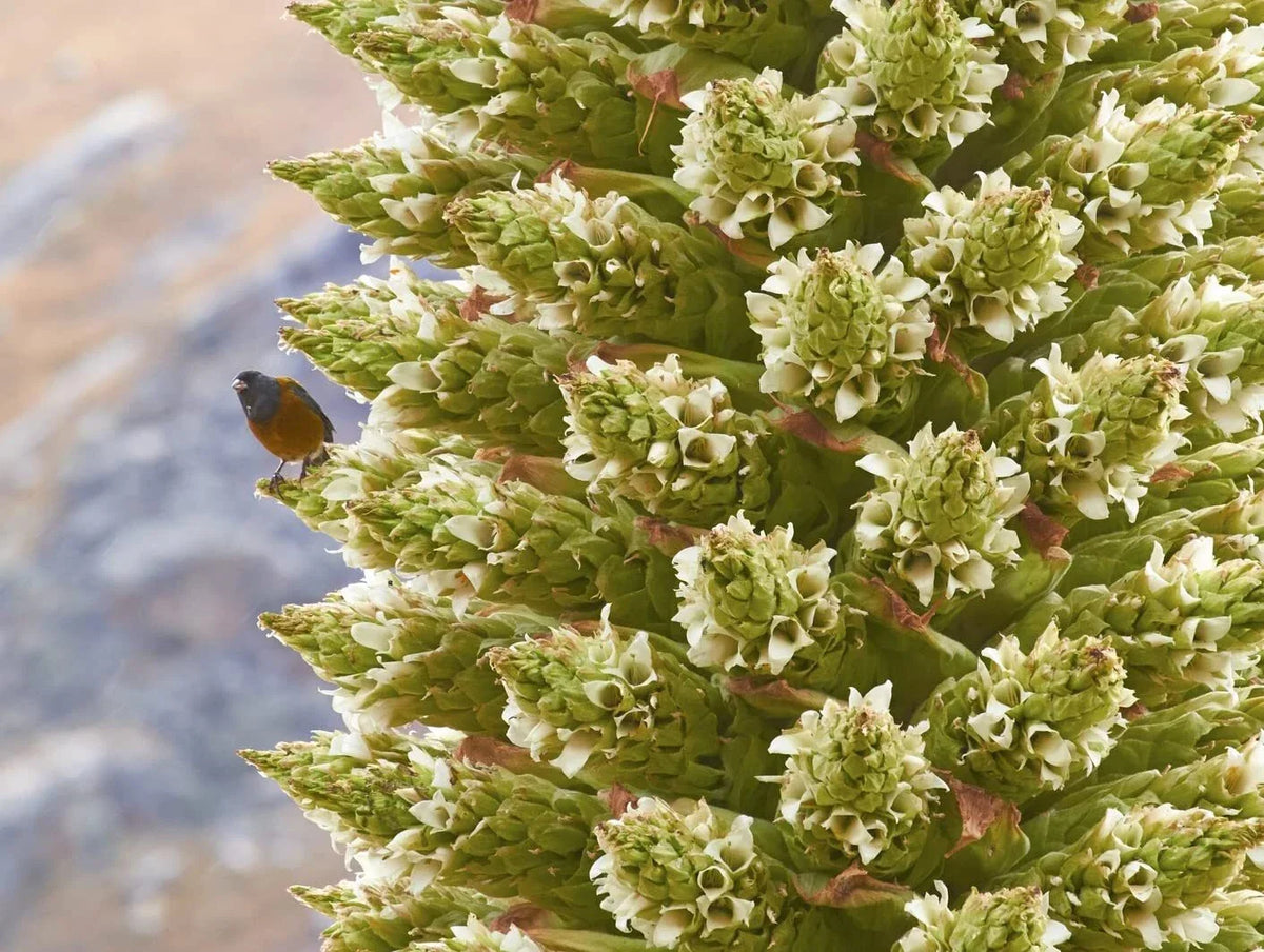 Queen of The Andes Seeds - 10 Pack - Rare Puya raimondii Exotic Garden Seeds for Landscaping and Rock Gardens