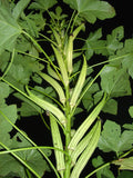 Okra Seeds - Clemson Spineless Variety - Prolific Growth - 55 Seeds - Abelmoschus esculentus for Home Gardens