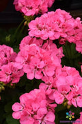 Patriot Tickled Pink Geranium Seeds - 25+ Seeds for Garden - Pelargonium 'Patriot Tickled Pink' - USA