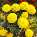 Yellow Brocade French Marigold Seeds - Dwarf Tagetes Patula, Annual, Bright Yellow Flowers, Easy to Grow, Pollinator Attractant, 100 Seeds
