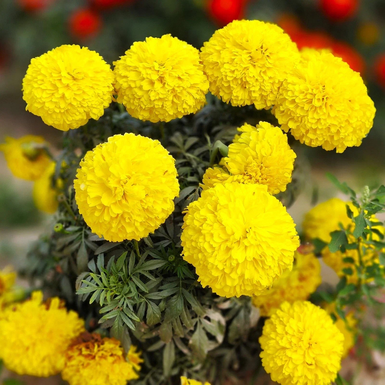 Yellow Brocade French Marigold Seeds - Dwarf Tagetes Patula, Annual, Bright Yellow Flowers, Easy to Grow, Pollinator Attractant, 100 Seeds
