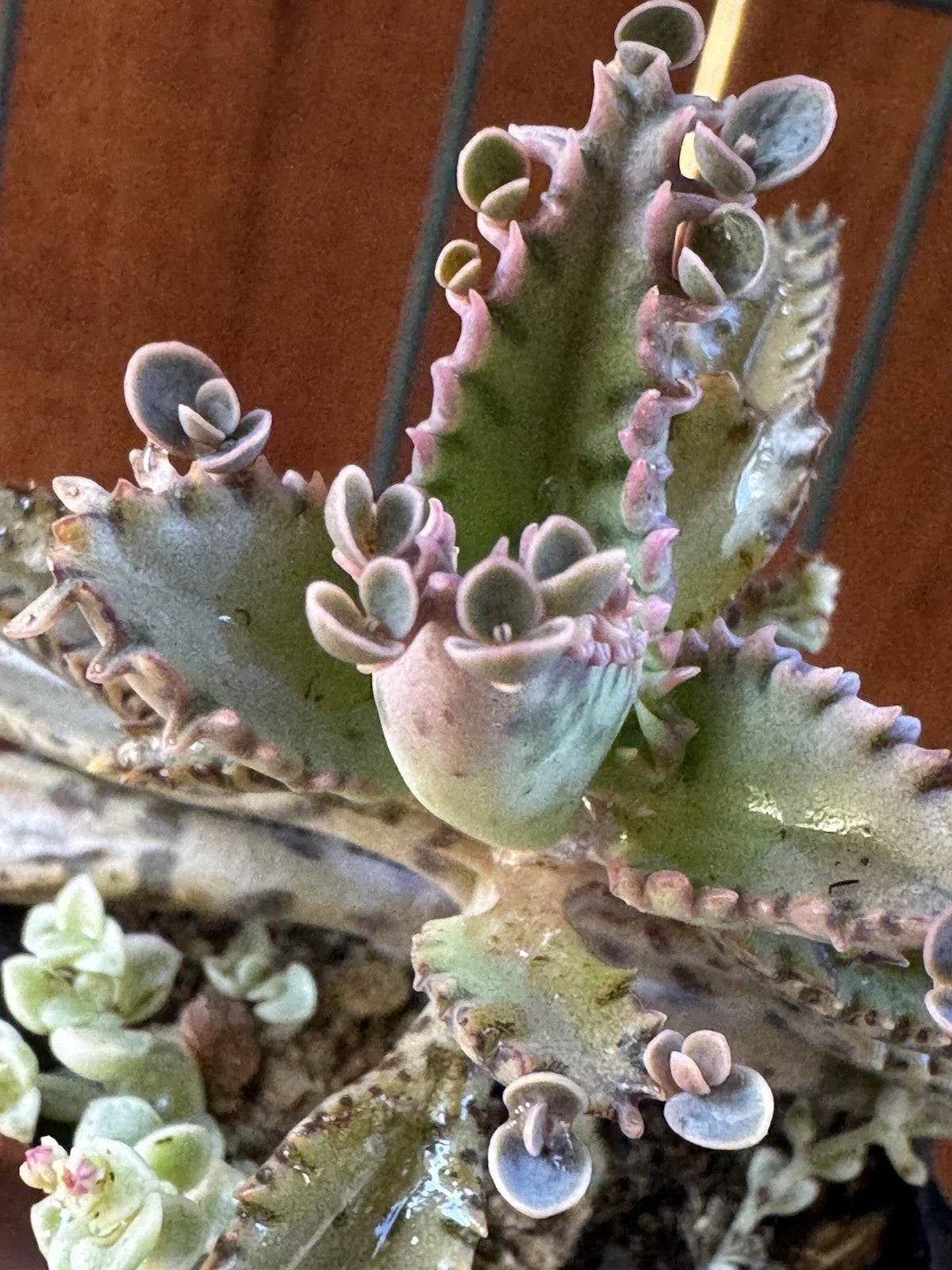 Kalanchoe Houghtonii Mother of Millions Succulent Plant | Indoor Houseplant | Live Greenery in Decorative Pot