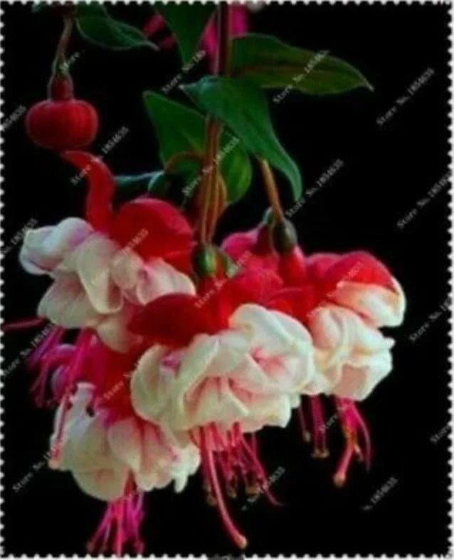 Fuchsia Seeds 50pcs Bag for Potted Flowers and Bonsai Fuchsia spp.