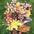 Harlequin Columbine Seeds - 50 Perennial Flower Seeds for Borders, Wildflower Gardens, Pollinator Attractant - Aquilegia vulgaris