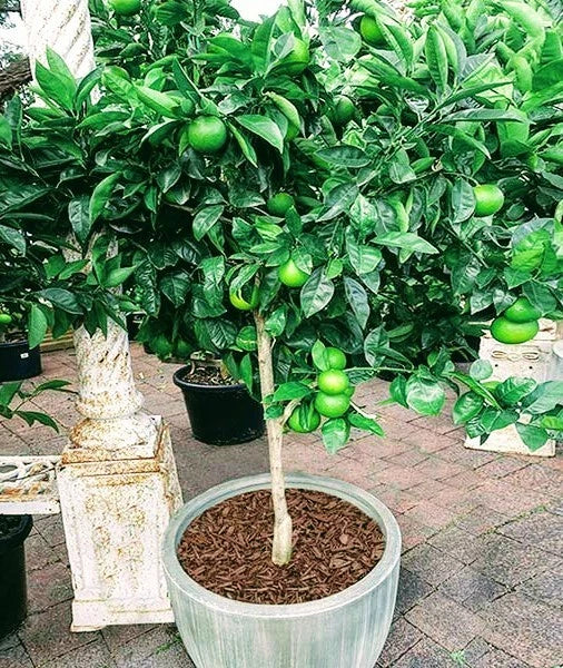 Thornless Key Lime Tree - Live Citrus Plant in Pot - Citrus aurantiifolia - Fruit-Ready, Indoor & Outdoor