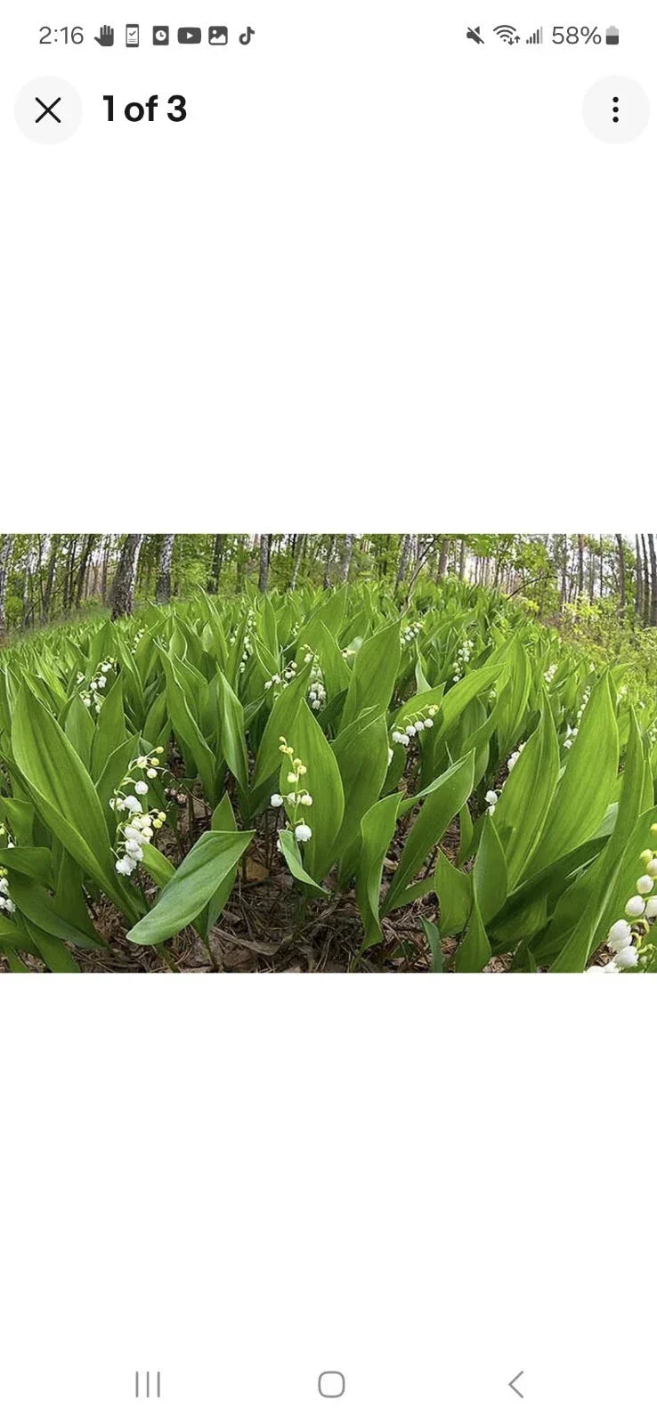Lily of the Valley Bare Root Plants - Perennial Ground Cover, Convallaria majalis, Fragrant White Flowers, Shade Garden