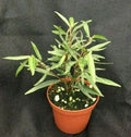 Willow Leaf Ficus Plant in 3" Pot, Ficus salicifolia, Indoor Low Maintenance Houseplant