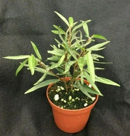 Willow Leaf Ficus Plant in 3" Pot, Ficus salicifolia, Indoor Low Maintenance Houseplant
